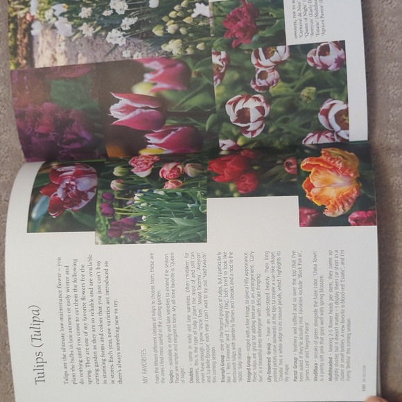 In Bloom book by Clare Nolan, new - Picture 4 of 6